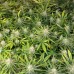 Peyote Cookies - Barney's Farm